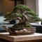 beautiful bonsai tree that is placed on a sleek modern table