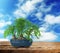 Beautiful bonsai tree in pot on table against blue sky