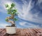 Beautiful bonsai tree in pot on wooden table against sky, space for text