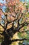 Beautiful bonsai tree upclose