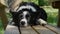 A beautiful border collie puppy dog dozing on a park bench on a sunny day