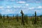 Beautiful boreal forest in Alaska off of the Richardson Highway.