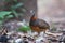 The beautiful Bornean Necklaced Partridge.