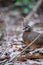 The beautiful Bornean Necklaced Partridge.