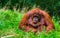 Beautiful bornean orangutan in closeup, critically endangered primate specie from Borneo