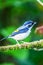The beautiful Borneo Blyth`s Shrike Babbler
