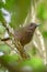 The beautiful Borneo Sunda Laughingthrush