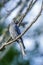 The beautiful Borneon Ashy Drongo blue backgroun with green background