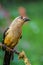 The beautiful Borneon Treepie with green background