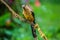 The beautiful Borneon Treepie with green background