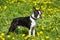 Beautiful Boston Terrier dog on a background of green grass