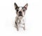 Beautiful boston terrier dog on white background