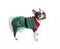 Beautiful boston terrier dog on white background with christmas clothes