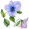 Beautiful botanic set blue and purple viola flowers and leaves.