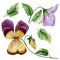 Beautiful botanic set purple and yellow viola flowers, bud and leaves. Colorful violet flower and green leaves isolated.