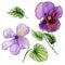 Beautiful botanic set vivid purple viola flowers and leaves. Colorful violet flower and green leaves isolated on white backgroun