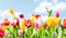 Beautiful botanical background of spring tulips