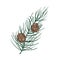 Beautiful botanical drawing of pine branch with needle-like foliage and cones. Evergreen coniferous tree sprig