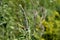 beautiful botanical shot with meadow flower and ladybug, natural wallpaper