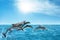 Beautiful bottlenose dolphins jumping out of sea with clear blue water on sunny day