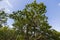 Beautiful bottom up view on tops of forest trees on blue sky background.