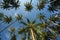 Beautiful bottom view of green palm leaves, trunks and crown, background of bright blue sky