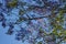 Beautiful bottom view of purple tree on sunny day with blue sky in the background.