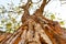 Beautiful bottom view of tree trunk in jungle