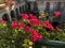 Beautiful bougainvillea adorning the balcony