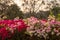 Beautiful bougainvillea flowers bloom with blurred trees