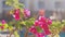 Beautiful bougainvillea flowers on blurred background.