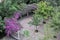 Beautiful Bougainvillea Flowers Garden