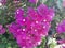 Beautiful Bougainvillea flowers or paper flowers
