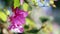 Beautiful Bougainvillea flowers or Paper flowers close up