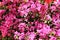Beautiful bougainvillea flowers in Spring