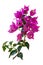 Beautiful bougainvillea flowers on a twig with green leaves. Isolated on white background.