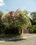 A beautiful bougainvillea glabra tree with mixed colors