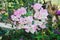 Beautiful bougainvillea paper flower in pink and white color