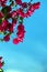 Beautiful Bougainvillea Pink flowery bush