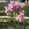 Beautiful Bougainvillea variegata