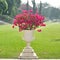 Beautiful bougainvillea in white flower-pot.