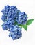 Beautiful Bouquet of  Blue Hydrangeas in 3D