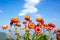 Beautiful bouquet of colorful dry straw flowers or everlasting w