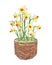 A beautiful bouquet of daffodils. Watercolor illustration. Daffodils grow in a wicker basket.