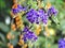 Beautiful bouquet of Duranta erecta or Sky flower, Golden dew drop, Pigeon berry, Purple flower blooming in the garden