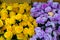 Beautiful bouquet of flowers.Yellow ranunculus flowers and scabious close-up in a vase on the table.Grunge paper background.