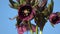 Beautiful bouquet Helleborus orientalis flowers rotating