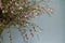 Beautiful bouquet of light pink genista cytisus flowers in a glass vase. Selective focus