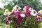 The beautiful bouquet of lilies, chrysanthemums and alstroemeria