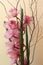Beautiful bouquet made of pink orchid